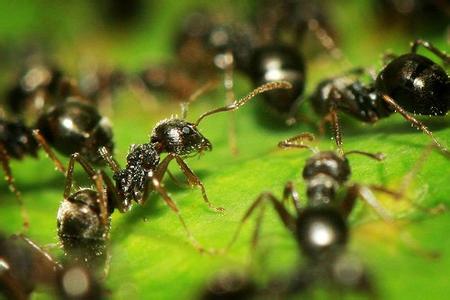 家里为什么有蚂蚁 家里有蚂蚁怎么办