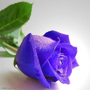 各种颜色玫瑰的花语 紫玫瑰的花语