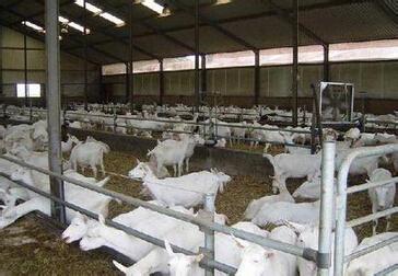 农户舍饲养羊配套技术 养羊户山羊舍饲技术及饲养管理措施