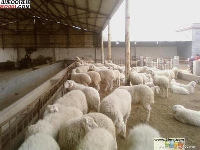 养羊的育肥 养羊要高效育肥抓诀窍