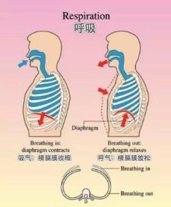 运动时如何呼吸 如何在运动中科学的呼吸