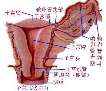 功能失调性子宫出血 更年期功能失调性子宫出血病方一