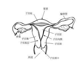 子宫肌瘤的护理 女人不同时期的子宫护理方法