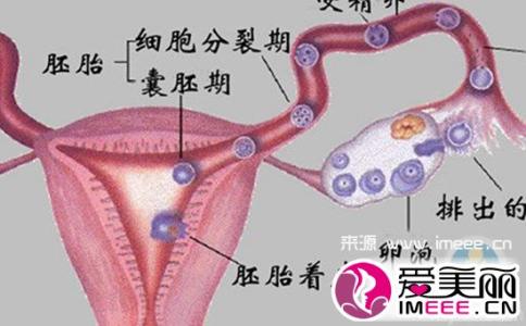 治卵巢功能性囊肿 什么是功能性卵巢囊肿 功能性卵巢囊肿概述 功能性卵巢囊肿饮食禁