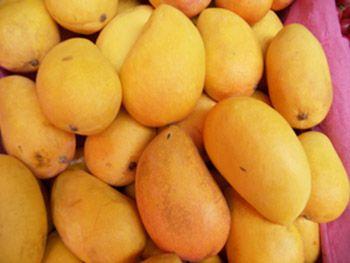 没熟透的芒果 芒果没熟能吃吗 没熟透的芒果能吃吗
