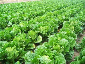 大白菜高产栽培 大白菜科学施肥高产优质