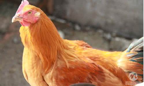 春季呼吸道疾病防治 春季鸡呼吸道病的防治