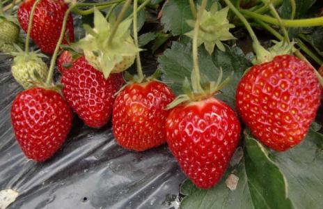 草莓怎么保存时间长 草莓怎么保存 鲜草莓怎么保存时间长