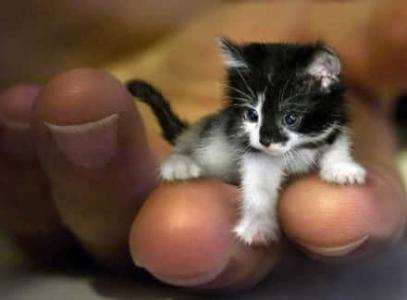 世界上最大的猫 世界上最小的猫