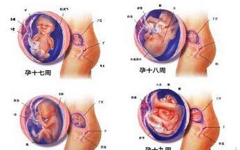 怀孕每周胎儿发育图 怀孕6个月胎儿的发育情况