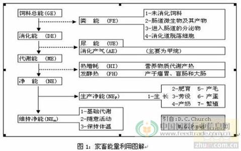 养殖场饲料使用方案 规模养殖场猪常用的能量饲料介绍