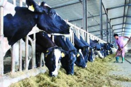 奶牛养殖场 养殖场管理合理搭配奶牛饲料的方法