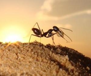 蚂蚁为什么知道会下雨 蚂蚁为什么不会迷路？