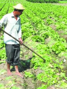 生菜施肥 生菜地和熟菜地施肥不同