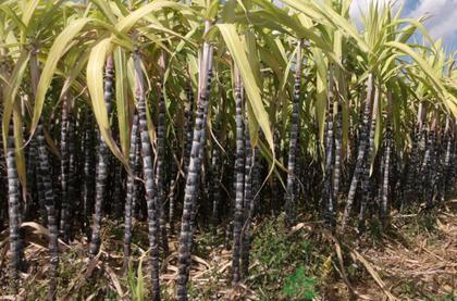 甘蔗的种植方法 甘蔗的种植方法及食用价值