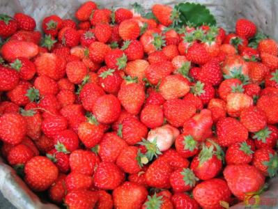 土豆的储藏保鲜方法 草莓的保存方法 草莓的保鲜和储藏方法