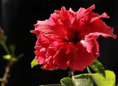 芙蓉花的养殖方法 芙蓉花的形态特征和培育方法