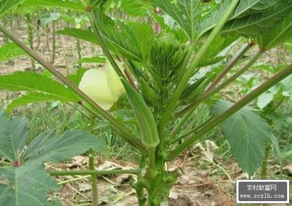 秋葵栽培技术 红秋葵的栽培技术及病虫害防治