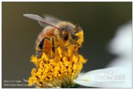 蜂花粉的作用与功效 蜂花粉的功效作用及食用方法