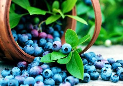 如何培育蓝莓苗 如何培育蓝莓