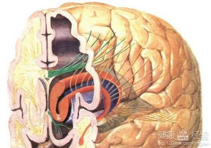 大脑神经功能紊乱 大脑神经紊乱吃什么好 神经紊乱的治疗方法