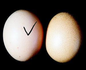 人造鸡蛋和真鸡蛋图片 如何辨别人造鸡蛋