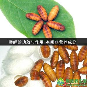 蚕蛹的功效与作用 蚕蛹的功效及药理作用