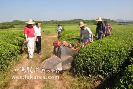 中耕除草 夏秋茶生产要中耕除草