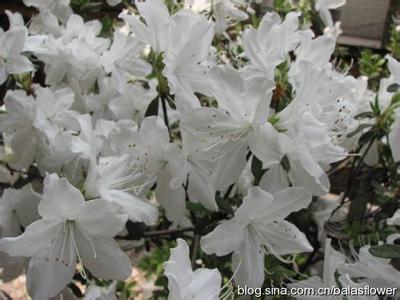 10种常见的有毒花草 常见的“毒”花有哪些