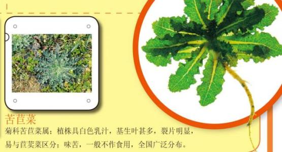 能吃的野菜图片和名字 关于吃野菜的指南