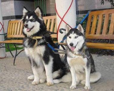 阿拉斯加雪橇犬价格 阿拉斯加雪橇犬和哈士奇的区别