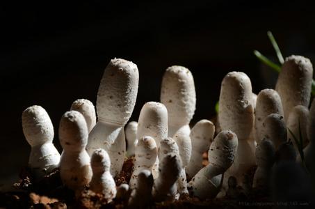 挑选水果的小窍门 5个挑选新鲜蘑菇的小窍门