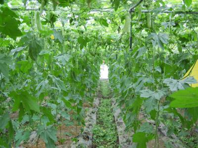 西葫芦栽培技术 葫芦的栽培技术和病虫害防治