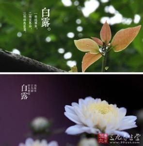 白露节气代表植物 白露节气代表着什么意义