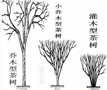 灌木和藤本的区别 灌木和乔木的区别