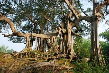印度榕树独木成林 独树成林的景点介绍