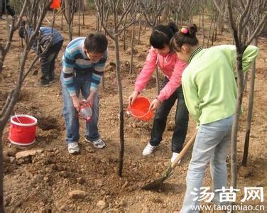 春季植树注意事项 春季植树的四个注意点