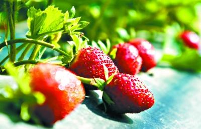 生长素促进果实发育 四措施促进草莓果实生长