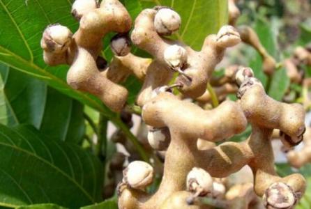 拐枣树皮的功效与作用 拐枣的营养价值
