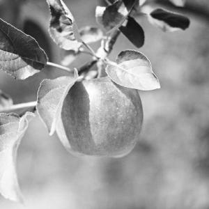 苹果树地下害虫防治 小暑时节苹果树要注意防螨类害虫
