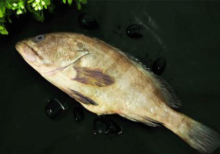石斑鱼的营养价值 石斑鱼的功效与营养价值