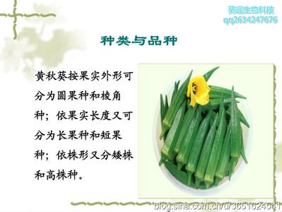 黄秋葵的种植方法 黄秋葵的功效与作用