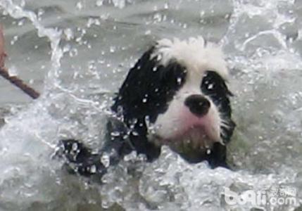 溺水怎么急救 小狗溺水怎么急救