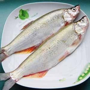野生白条鱼营养价值 白条鱼的营养价值