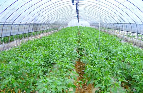 温室栽培 温室辣椒再生栽培的关键技术