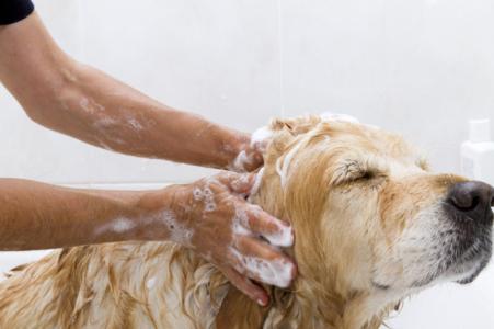 狗狗洗澡能用吹风机吗 狗狗怎么洗澡