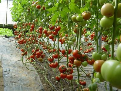 油桃秋延迟栽培技术 蕃茄秋延迟栽培技术