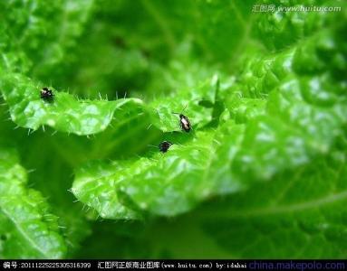 蔬菜蚜虫的防治方法 防治蔬菜蚜虫有新招