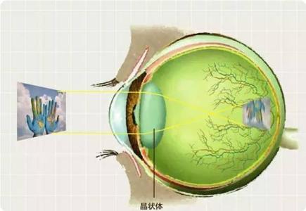 眼睛和大脑 大脑和眼睛的距离