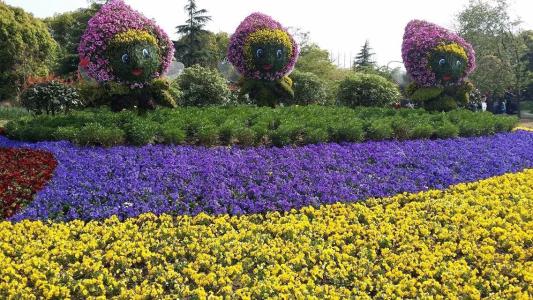 2017年上海植物园花展 上海植物园